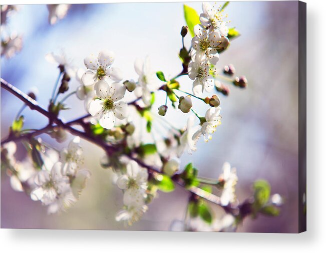 Cherry Acrylic Print featuring the photograph Spring White Cherry Tree by Jenny Rainbow