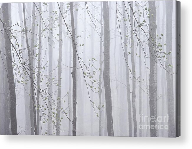 Spring Acrylic Print featuring the photograph Spring Woodland Fog 1 by Alan L Graham