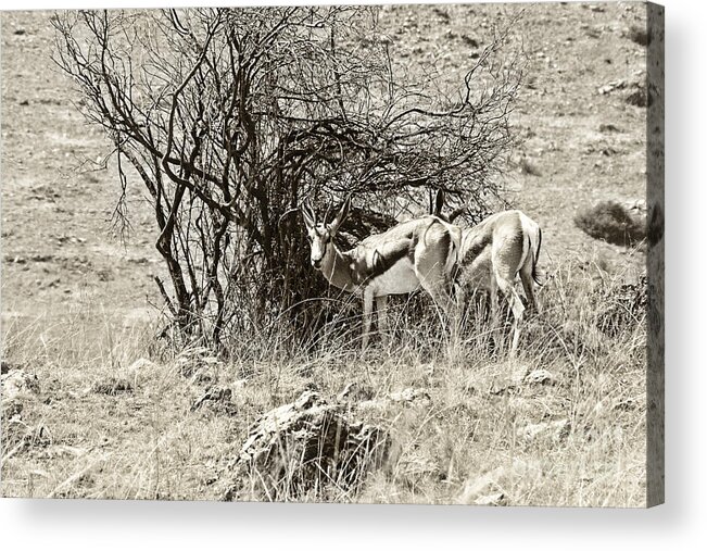 Springbok Acrylic Print featuring the photograph Springbok V2 by Douglas Barnard