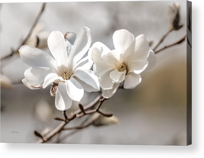 Magnolia Acrylic Print featuring the photograph Springtime Magnolia Bloom by Julie Palencia