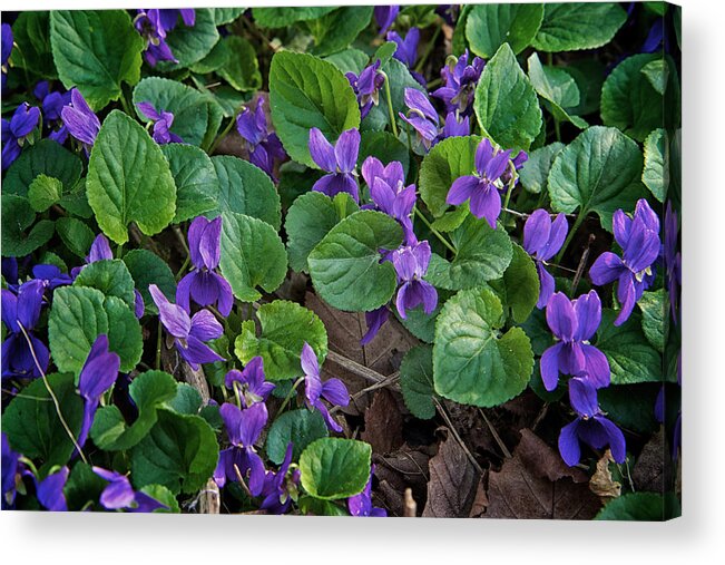 Flower Acrylic Print featuring the photograph Springtime Violets by Mary Lee Dereske