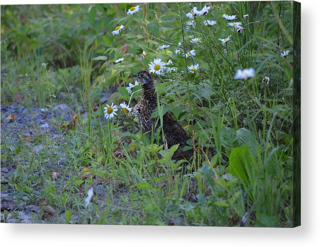 Nature Acrylic Print featuring the photograph Spruce Grouse by James Petersen