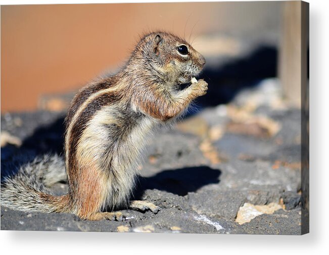Squirrel Acrylic Print featuring the photograph Squirrel con queso by Alex Lyons