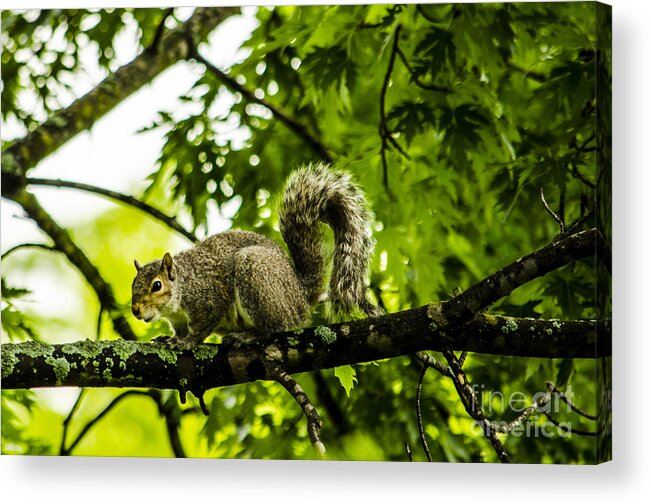 Squirrel Acrylic Print featuring the photograph Squirrel on the Hunt by Deborah Smolinske