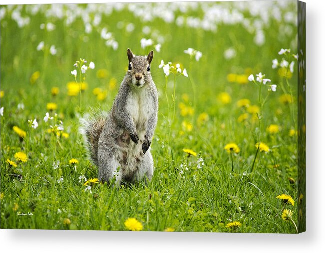 Animal Acrylic Print featuring the photograph Squirrel Patrol by Christina Rollo