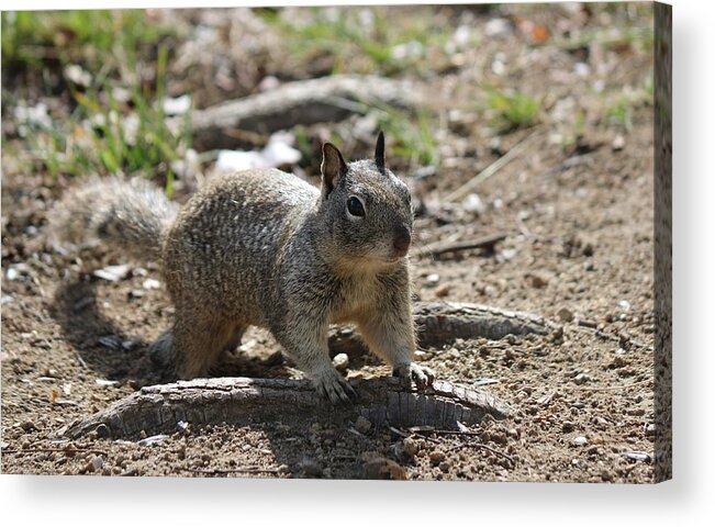 Ground Acrylic Print featuring the photograph Squirrel Play by Christy Pooschke