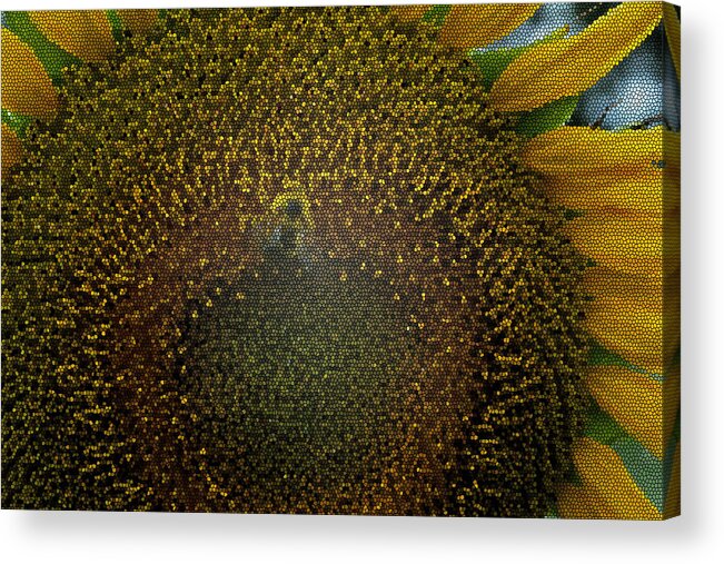 Nature Acrylic Print featuring the photograph Stained glass Sunflower by Ricardo Dominguez