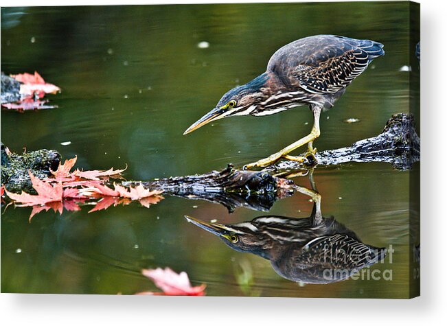 Green Heron Acrylic Print featuring the photograph Stalking Reflection by Cheryl Baxter