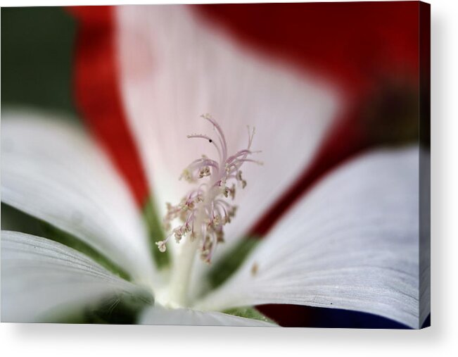 Flower Acrylic Print featuring the photograph Stamen by Dr Carolyn Reinhart