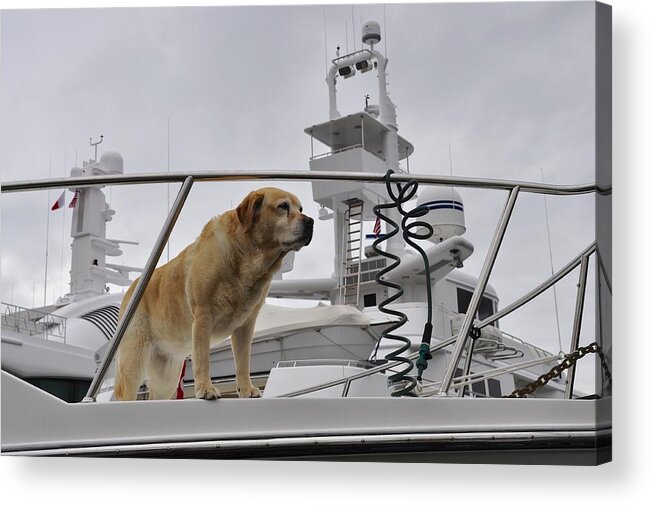 Dog Acrylic Print featuring the photograph Standing Guard by Cathy Mahnke