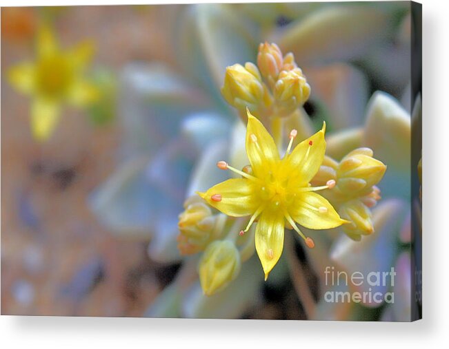 Yellow Flower Acrylic Print featuring the photograph Starburst by Kelly Holm