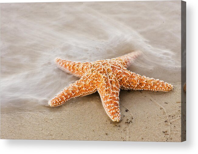 Beach Acrylic Print featuring the photograph Starfish on the Beach by Bob Decker