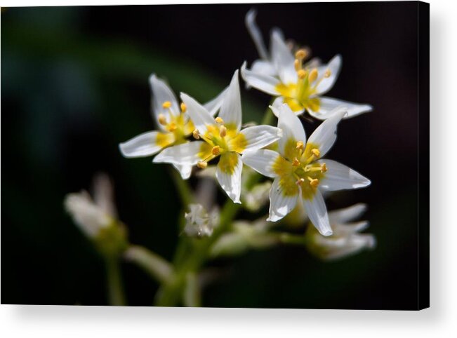 Wildflowers Acrylic Print featuring the photograph Stargazing by Vanessa Thomas