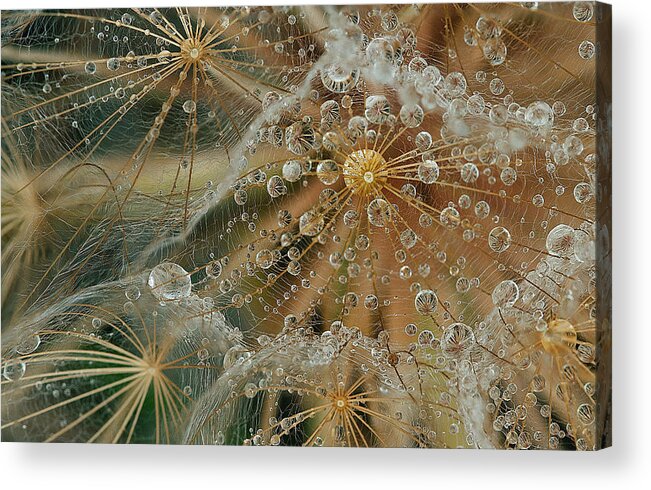 Drops Acrylic Print featuring the photograph Starless by El Fil?sofo