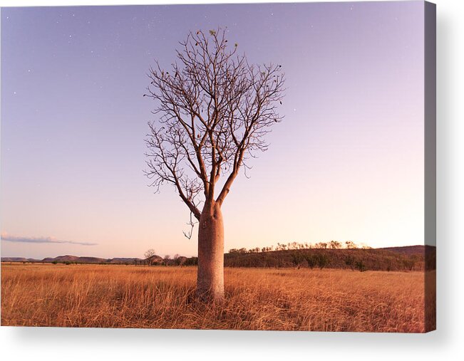 Scenics Acrylic Print featuring the photograph Stars and night sky over a Boab Tree. Parry Lagoons Nature Reserve. The Kimberley. Western Australia. by John White Photos