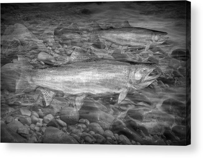 Art Acrylic Print featuring the photograph Steelhead Trout Migration by Randall Nyhof