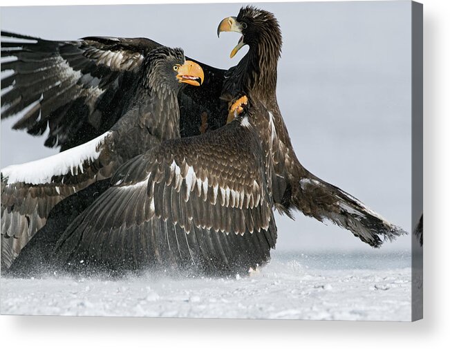 00782287 Acrylic Print featuring the photograph Stellers Sea Eagles Fighting by Sergey Gorshkov
