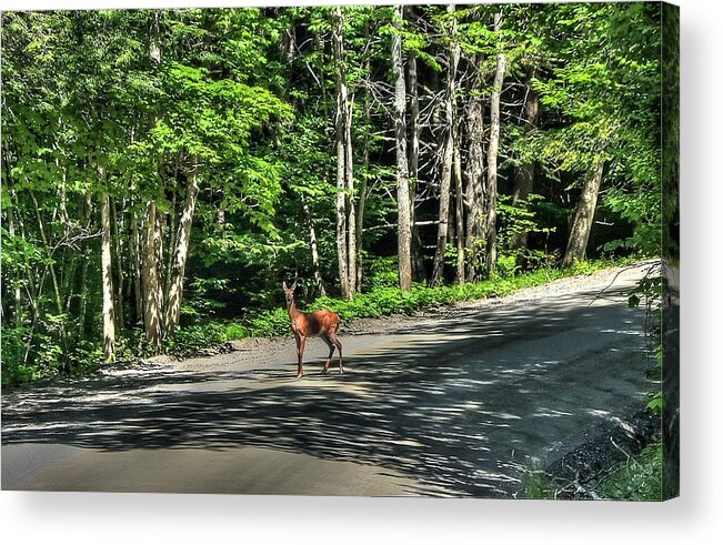 White Tail Deer Acrylic Print featuring the photograph Sterling Valley Doe by John Nielsen