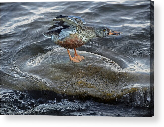 Duck Acrylic Print featuring the photograph Stick Your Neck Out by Steven Michael