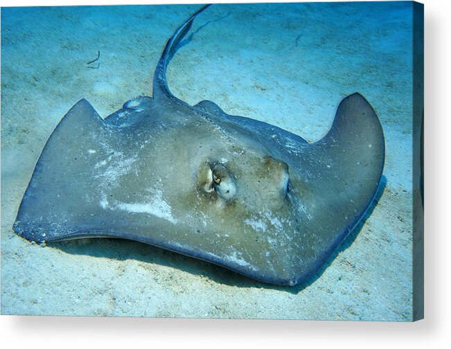 Southern Stingray Acrylic Print featuring the photograph Stingray by Aaron Whittemore