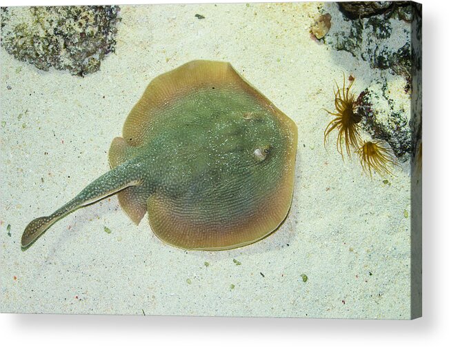 Stingray Acrylic Print featuring the photograph Stingray by Andreas Berthold