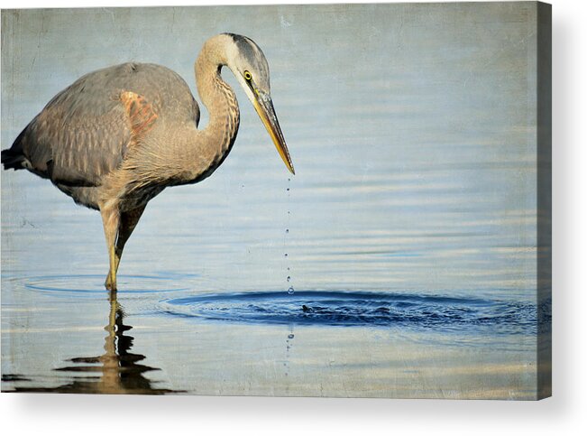 Great Blue Heron Acrylic Print featuring the photograph Stirring The Water 2 by Fraida Gutovich