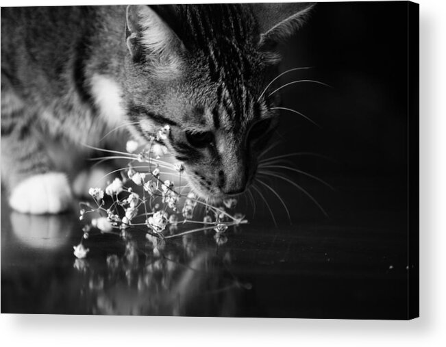 Cat Acrylic Print featuring the photograph Stop to smell the flowers by Christy Cox