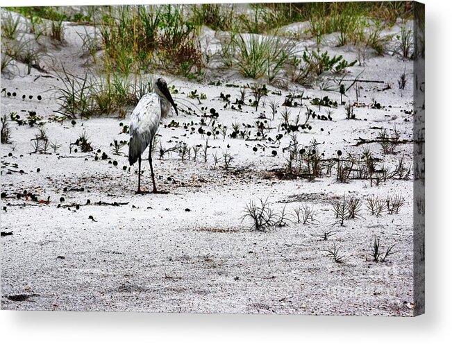 Fort Matanzas Acrylic Print featuring the photograph Stork In Dunes by Chuck Hicks