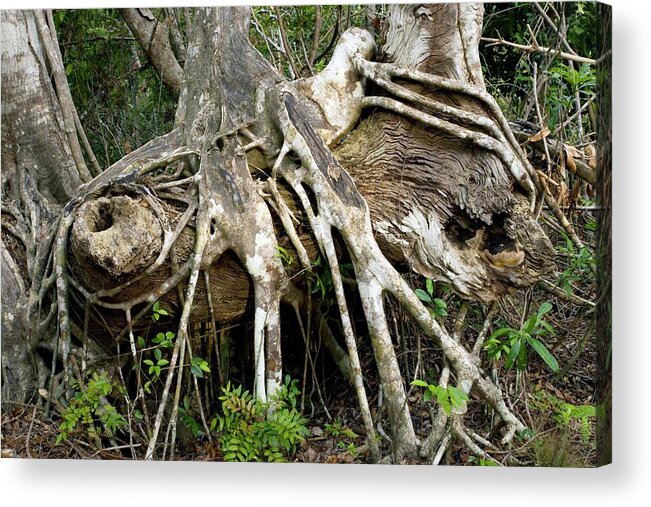 Ficus Aurea Acrylic Print featuring the photograph Strangler Fig Roots (ficus Aurea) by Bob Gibbons/science Photo Library