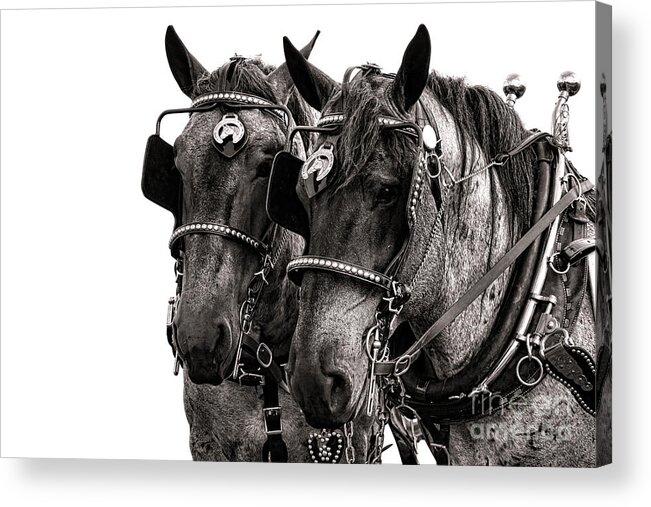 Draft Acrylic Print featuring the photograph Strength by Olivier Le Queinec