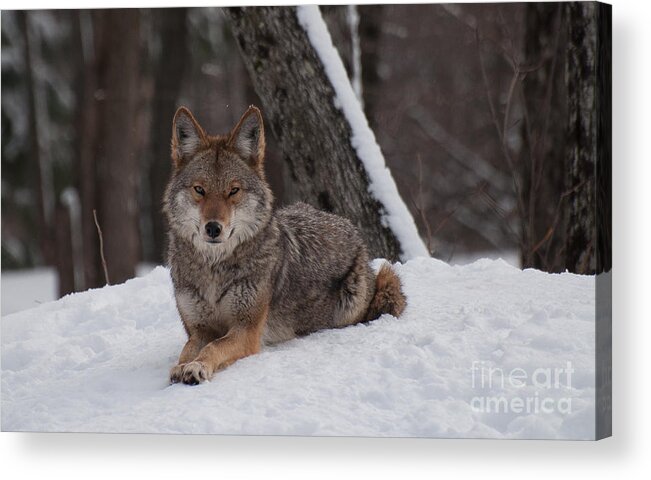 Coyote Acrylic Print featuring the photograph Striking the Pose by Bianca Nadeau