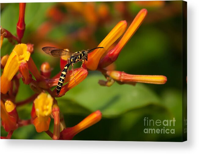 Black Acrylic Print featuring the photograph Striped Bee by Photos By Cassandra