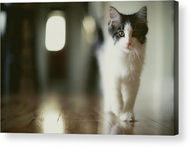 Pets Acrylic Print featuring the photograph Strutting Kitten by Brooke Pennington