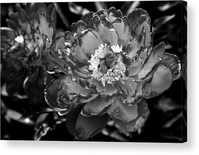 Flower Acrylic Print featuring the photograph Study in Black and White by Leigh Grundy