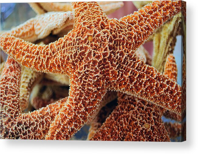 Starfish Acrylic Print featuring the photograph Study of a Starfish by Tikvah's Hope