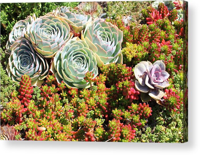 Landscapes Acrylic Print featuring the photograph Succulant 3 by Douglas Miller