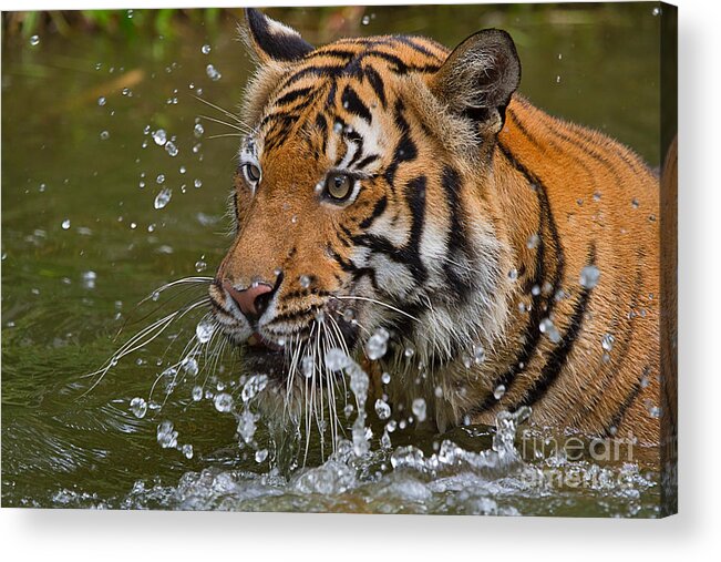 Nature Acrylic Print featuring the photograph Sumatran Tiger Splashing in the Water by Louise Heusinkveld