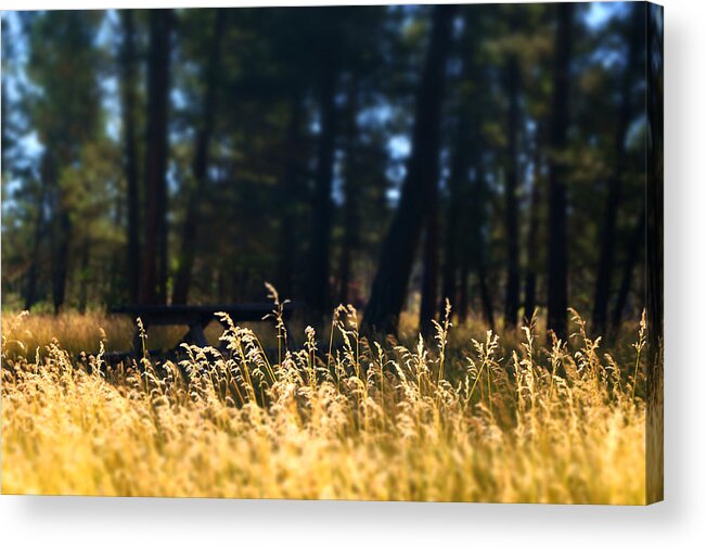 Summer Acrylic Print featuring the photograph Summer Breeze by Anita Braconnier
