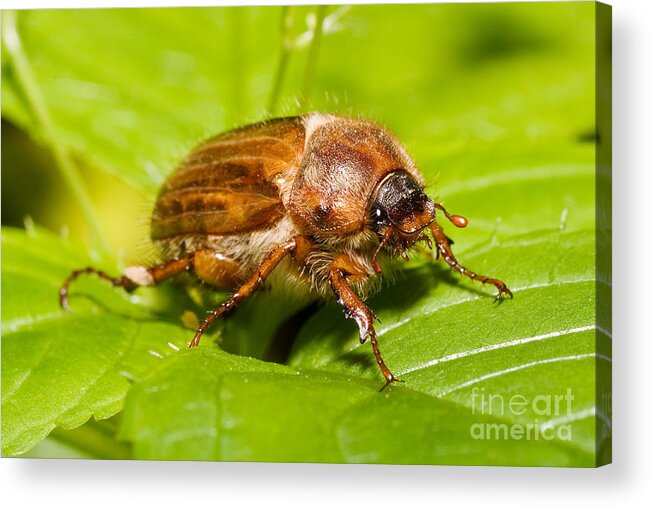 Summer Chafer Acrylic Print featuring the photograph Summer Chafer Beetle by Frank Teigler