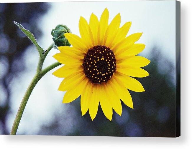 Summer Acrylic Print featuring the photograph Summer Memory by HW Kateley