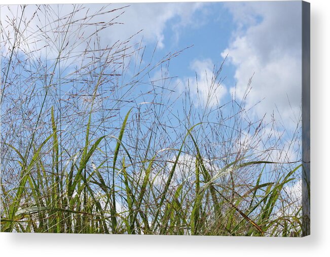 Grass Acrylic Print featuring the photograph Summer sky by Carolyn Jacob