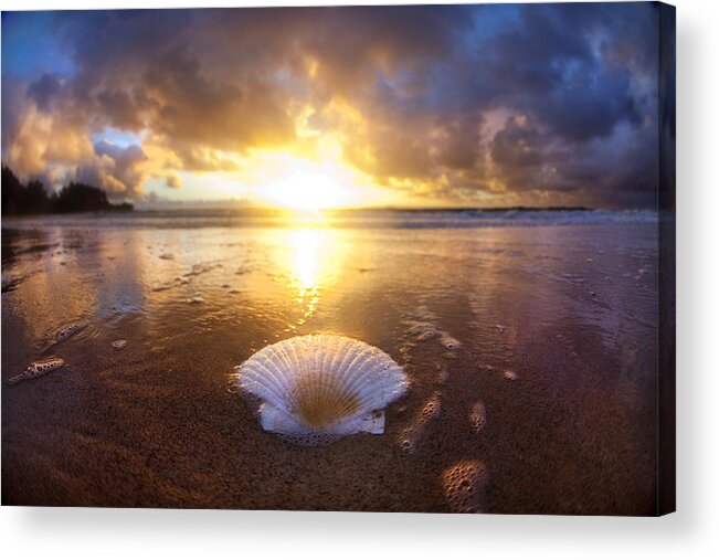  Clam Acrylic Print featuring the photograph Summer Solstice by Sean Davey