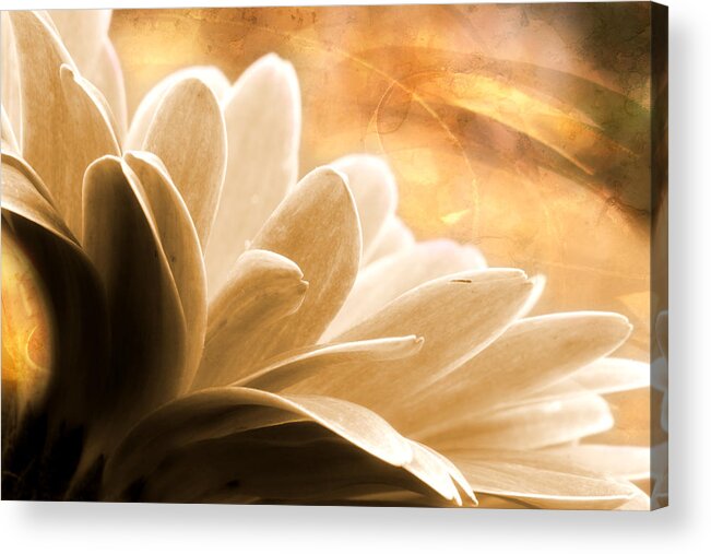 Gerbera Daisy Acrylic Print featuring the photograph Summer Song by Michael Eingle