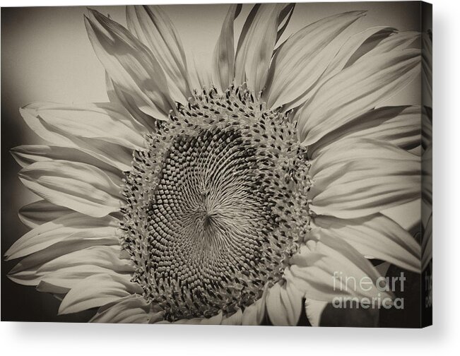 Sunflower Acrylic Print featuring the photograph Summer Sunflower by Wilma Birdwell