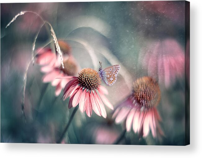 Echinacea Acrylic Print featuring the photograph Summer Wonderland by Magda Bognar