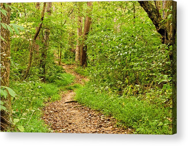 Landscapes Acrylic Print featuring the photograph Summer Woods Lan 218 by Gordon Sarti