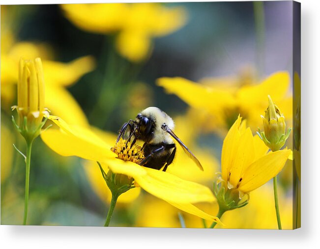 Artwork Acrylic Print featuring the photograph Summer Time by Trina Ansel