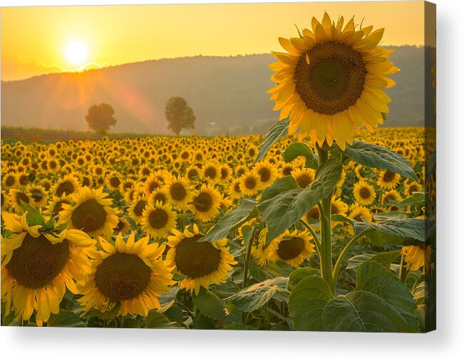 Sun Acrylic Print featuring the photograph Sun and Sunflowers by Mark Rogers
