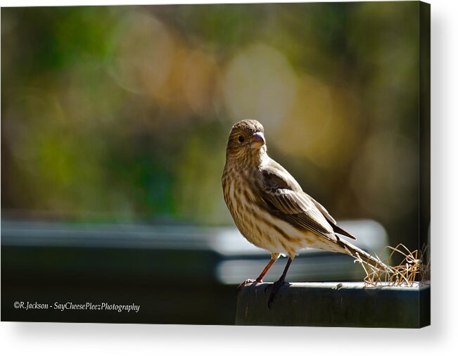 Finch Acrylic Print featuring the photograph Sun Bathing by Robert L Jackson