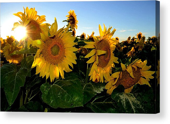 Sunflower Acrylic Print featuring the photograph Sun Flowers and Pollen WCAE2 by Lyle Crump
